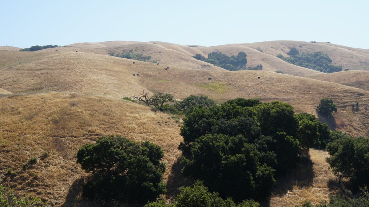 Rolling golden hills with scattered oak trees, reminiscent of California's Central Coast landscape near Arroyo Grande